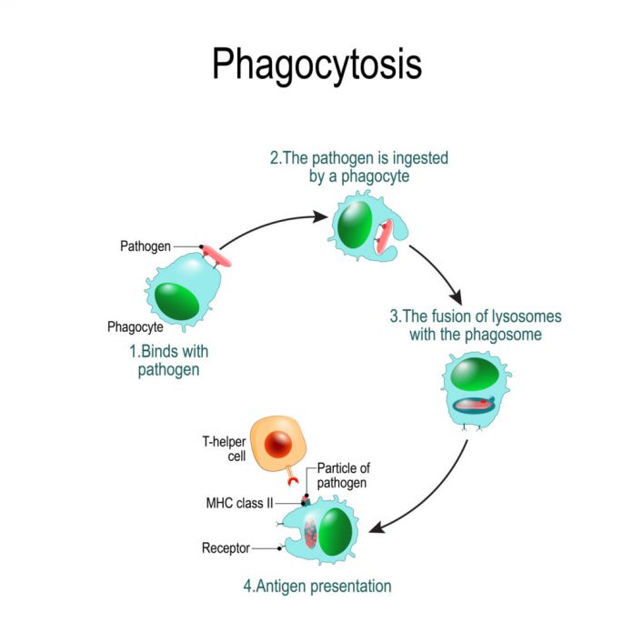 phagocyto 2