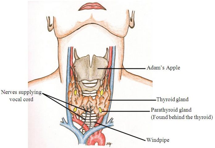 Hyperparathyroidism