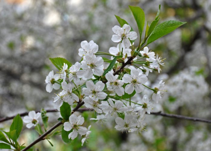 prunus cerasus 2