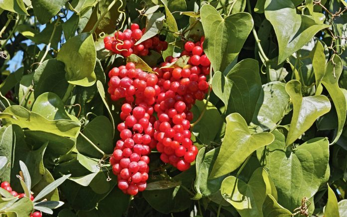 detail of the leaves and clusters of fruits of sarsaparilla smilax aspera stockpack istock scaled e1612897696173