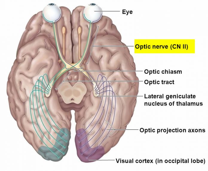 optic nerve visual pathway