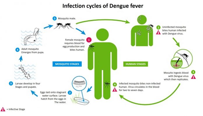 infection cycles of dengue fever