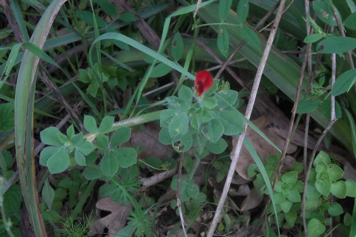 ginestrino purpureo tetragonolobus purpureus