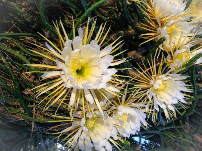 cereus-3