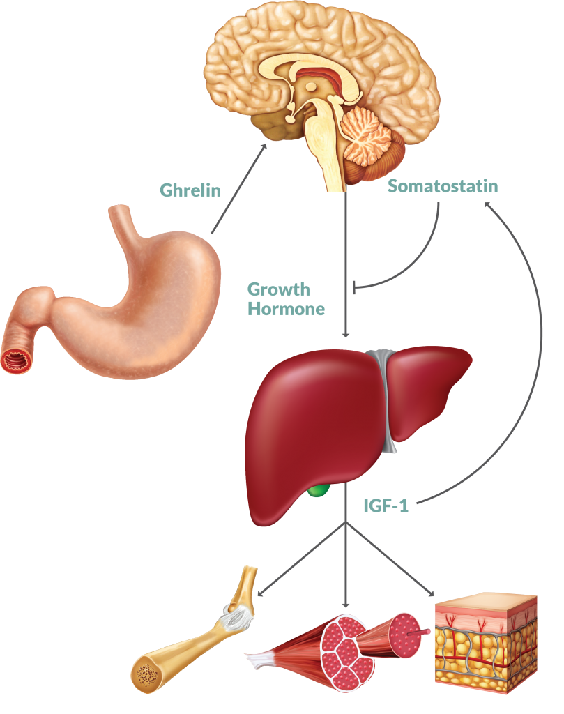 Αυτή η εικόνα δεν έχει ιδιότητα alt. Το όνομα του αρχείου είναι IGF-1..png