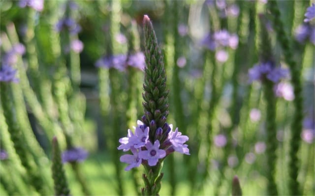 Αυτή η εικόνα δεν έχει ιδιότητα alt. Το όνομα του αρχείου είναι 15.jpeg