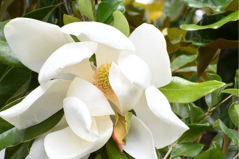 Magnolia maxima