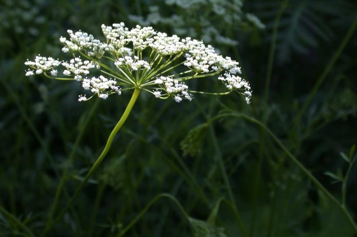 anise-essential-oil-3