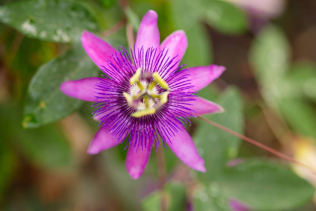 Passiflora edulis