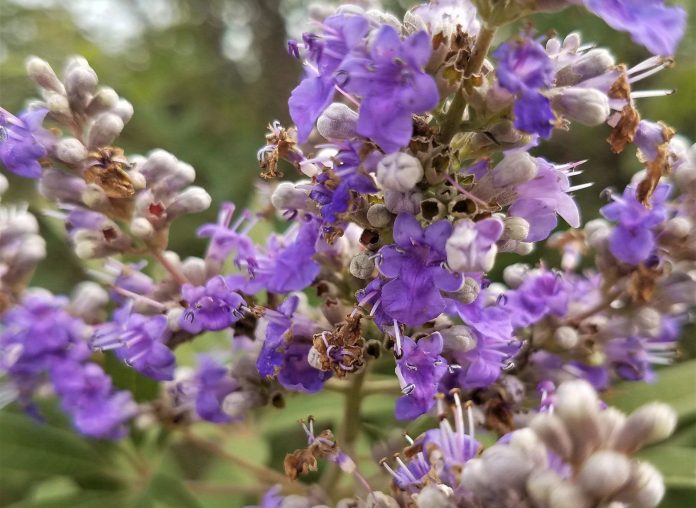 Vitex-agnus-castus-5