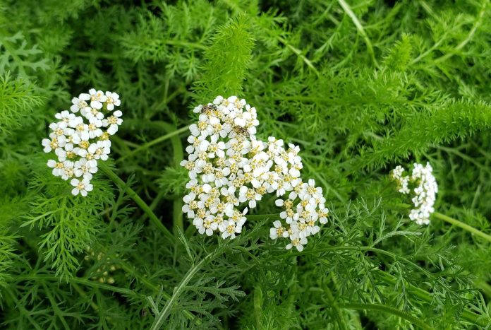 Achillea-millefolium-2