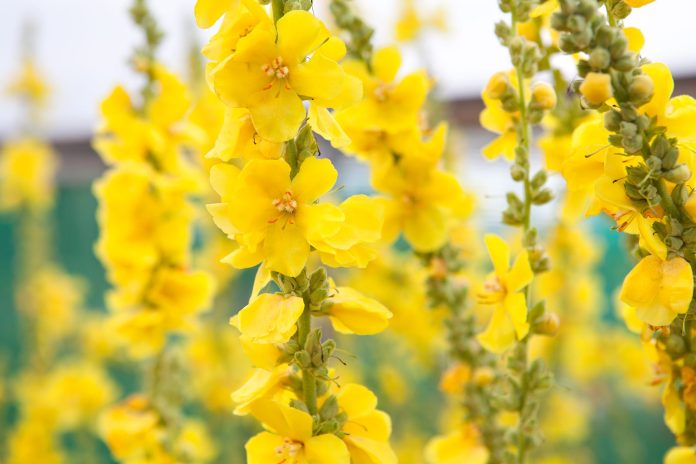 Verbascum-thapsus-1