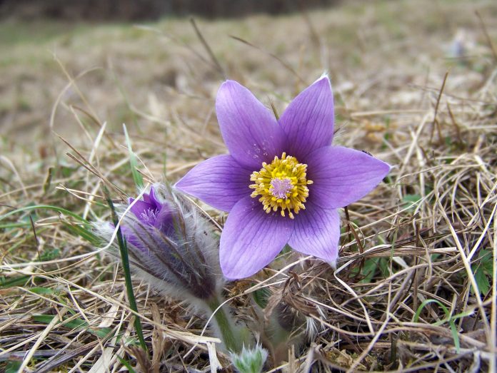 Anemone-pulsatilla-2