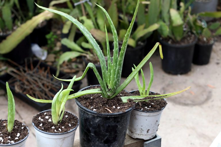 Aloe Vera