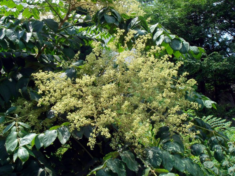 Aralia elata