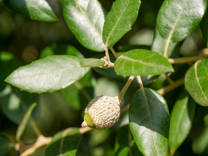 Quercus-ilex-2