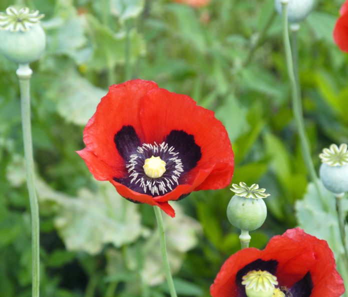 Papaver-somniferum-1