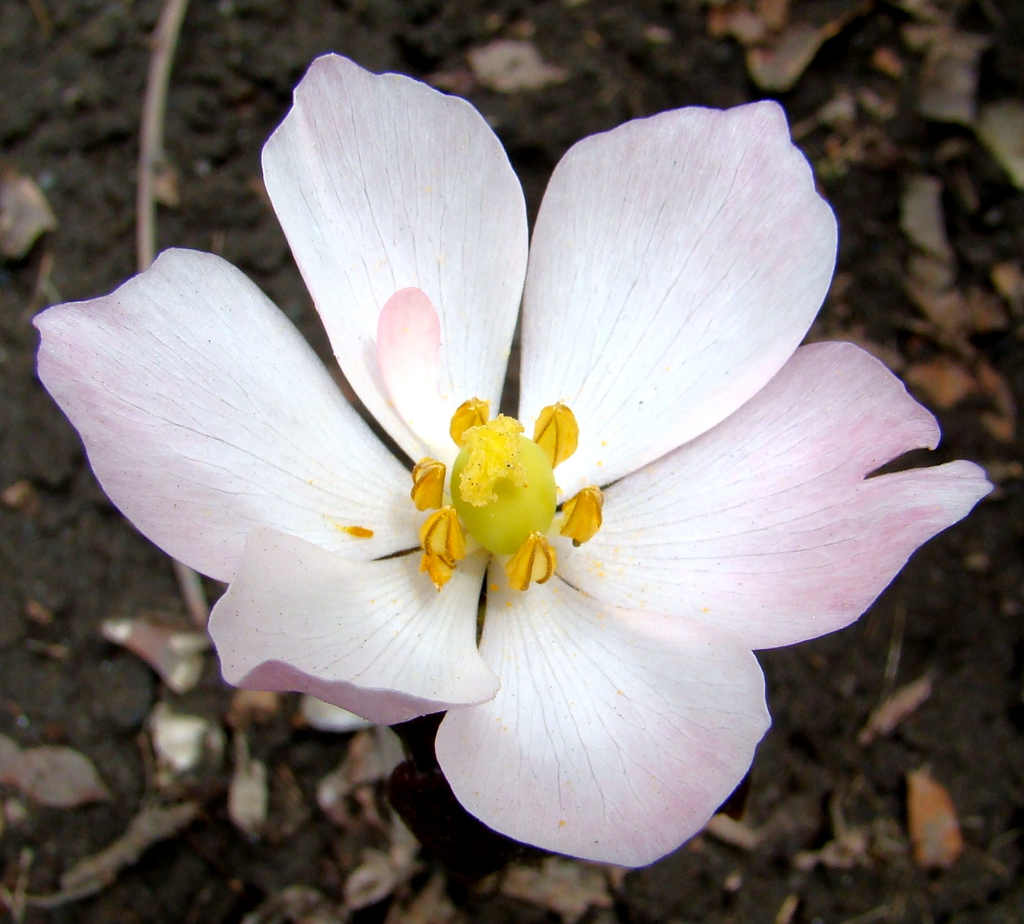 Podophyllum hexandrum ή Ποδόφυλλο το εξάνδρο ή Podophyllum emodi ή Ποδόφυλλο το εμόδιο ή Μήλο των Ιμαλαΐων ή Himalayan Mayapple