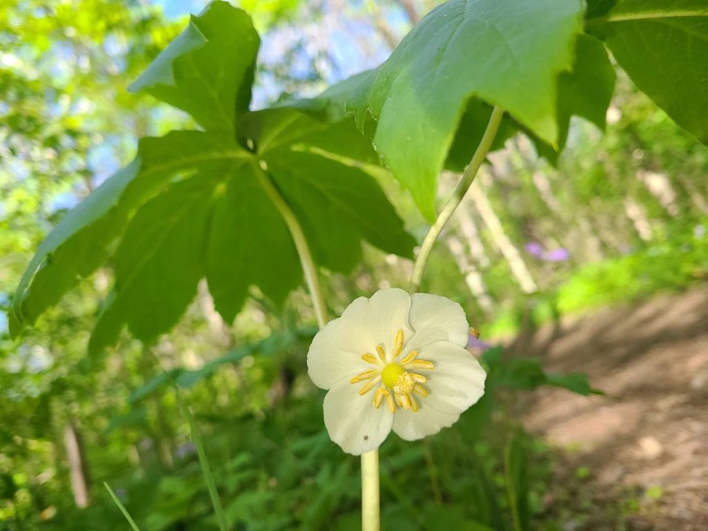 Podophyllum peltatum ή Ποδόφυλλο το πελτόφυλλο ή Αμερικανική μανδραγόρα