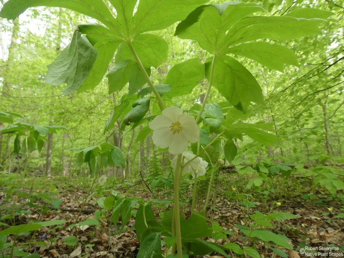 Podophyllum-peltatum-3
