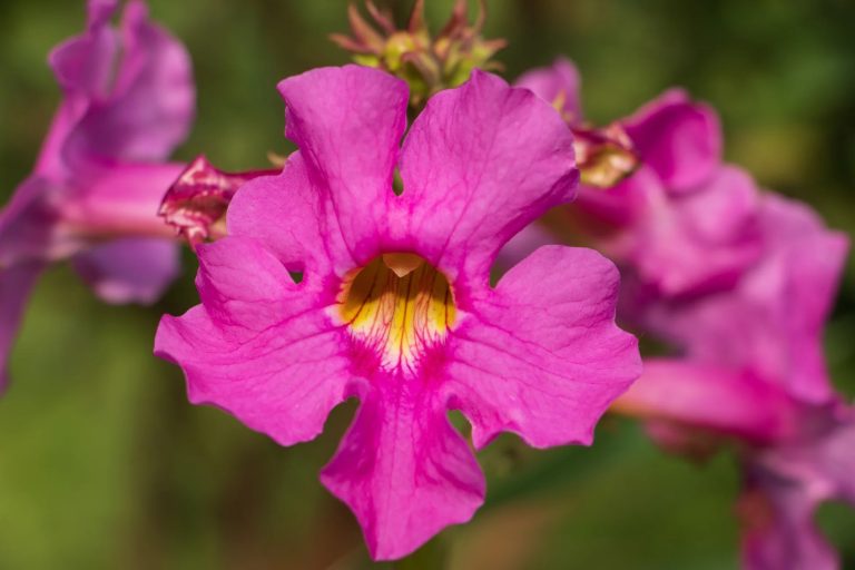 Incarvillea sinensis