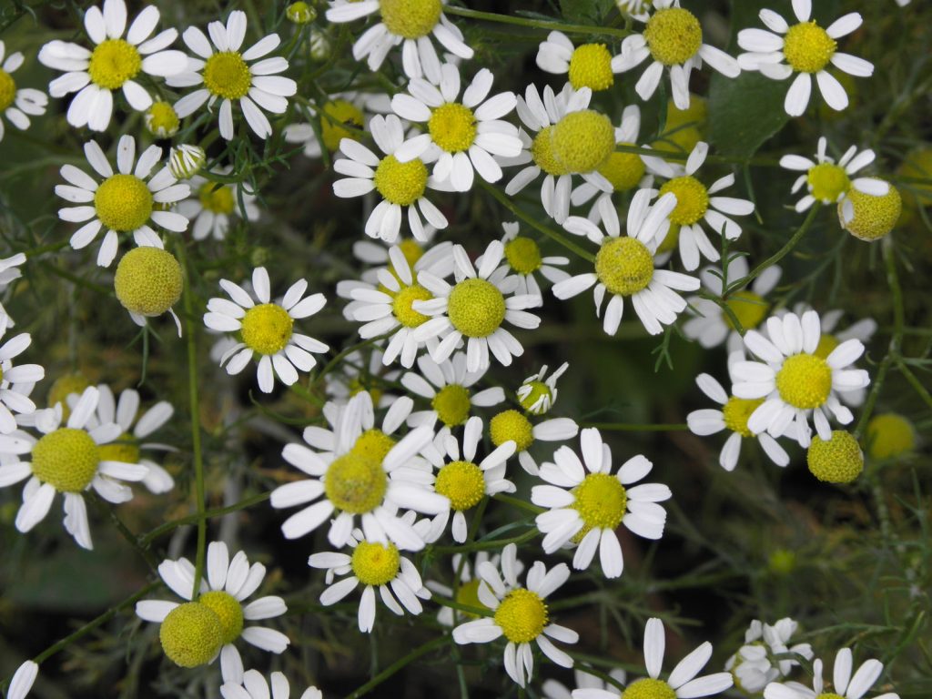 Χαμομήλι (Matricaria chamomilla)