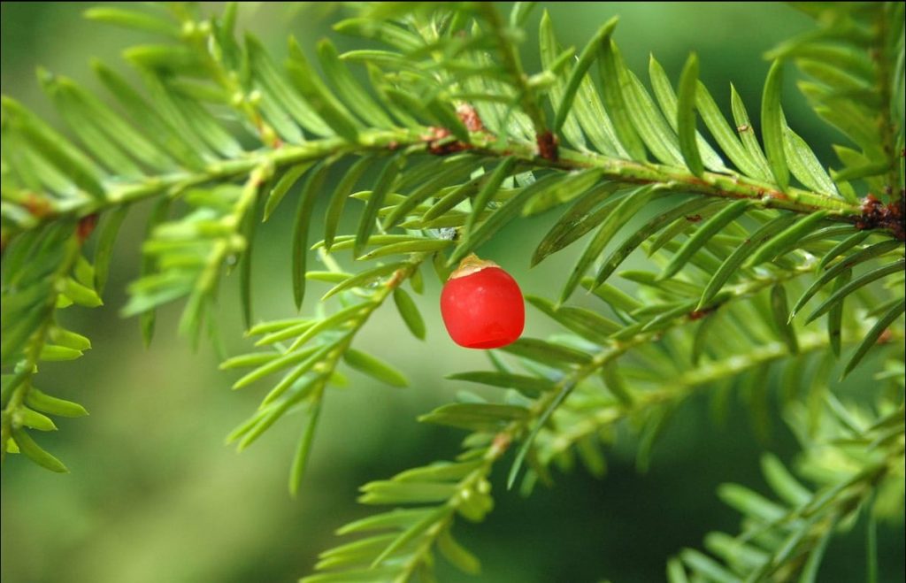 Taxus canadensis