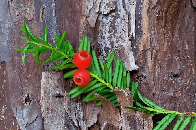 Taxus brevifolia