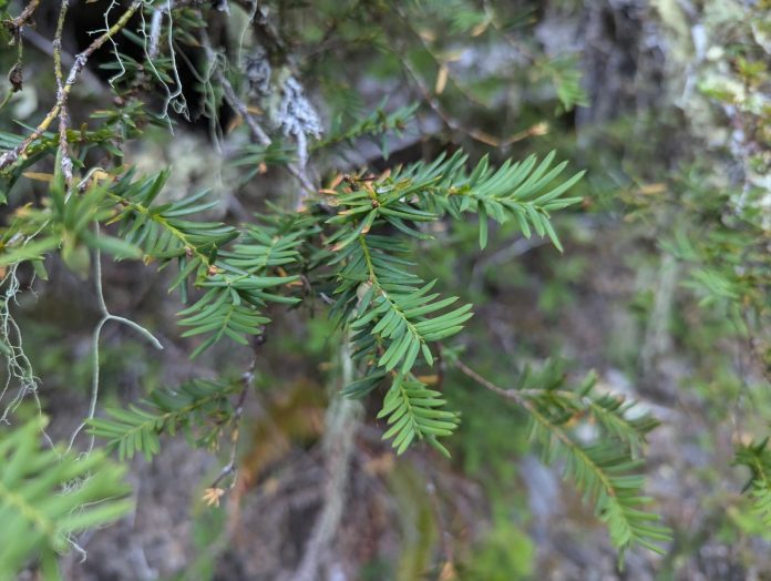 taxus-brevifolia-4