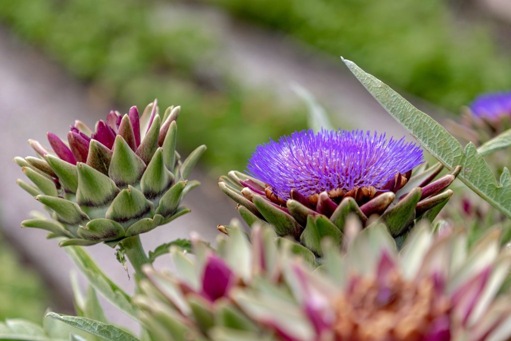 Cynara scolymus L.