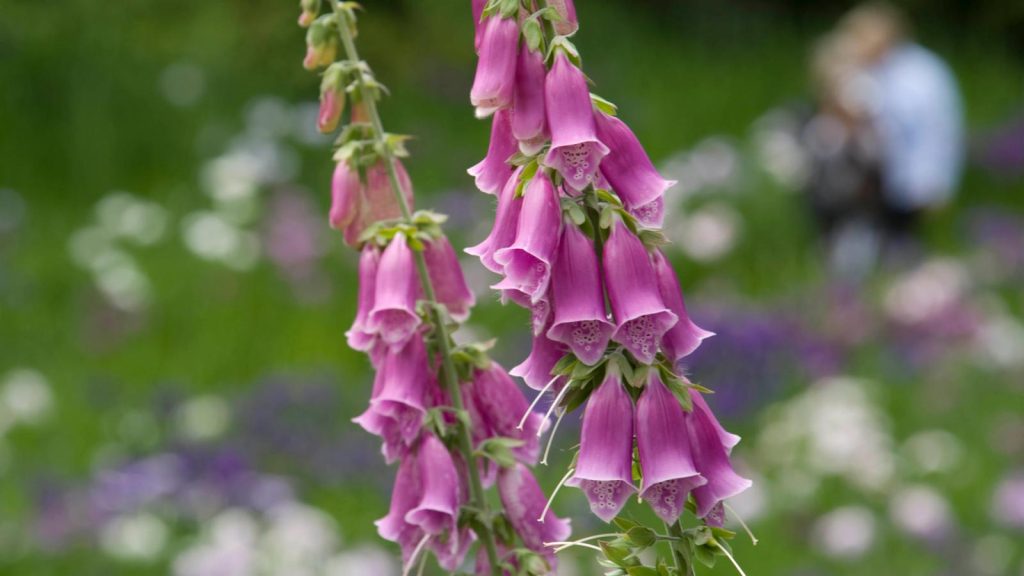 Digitalis purpurea