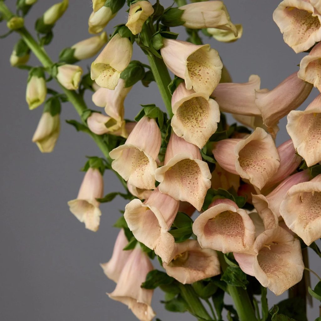 Digitalis lanata