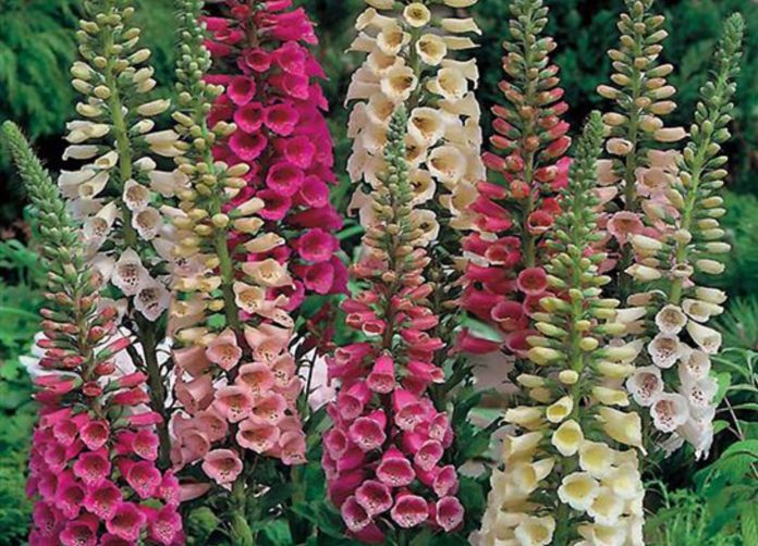 Digitalis-purpurea-5