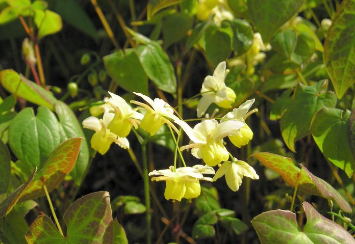 Epimedium-2