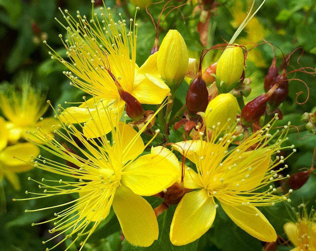 Hypericum perforatum