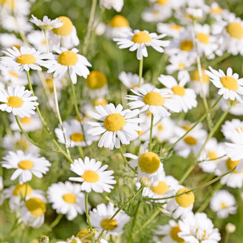 Matricaria chamomilla