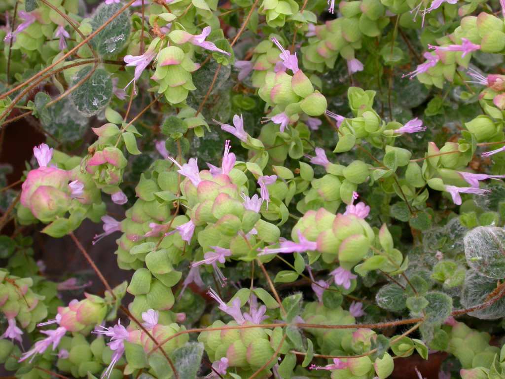 Origanum dictamnus