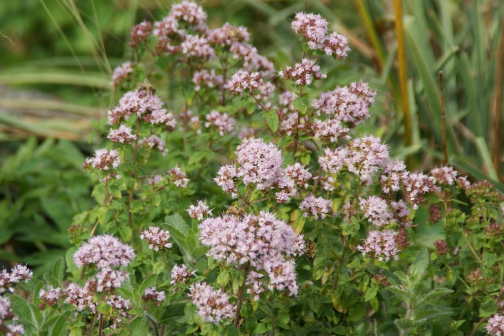 Origanum vulgare ssp. hirtum