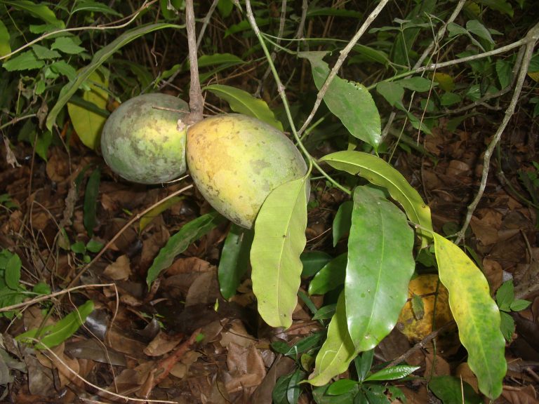 Akuamma