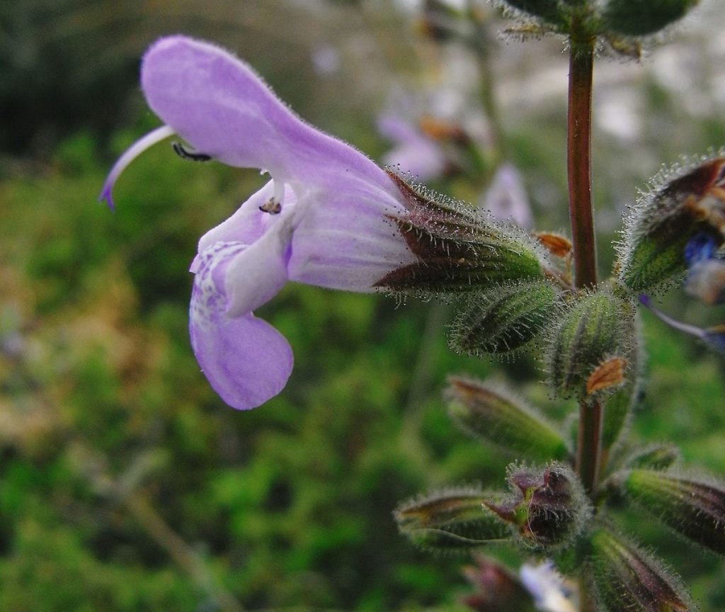 Salvia fruticosa