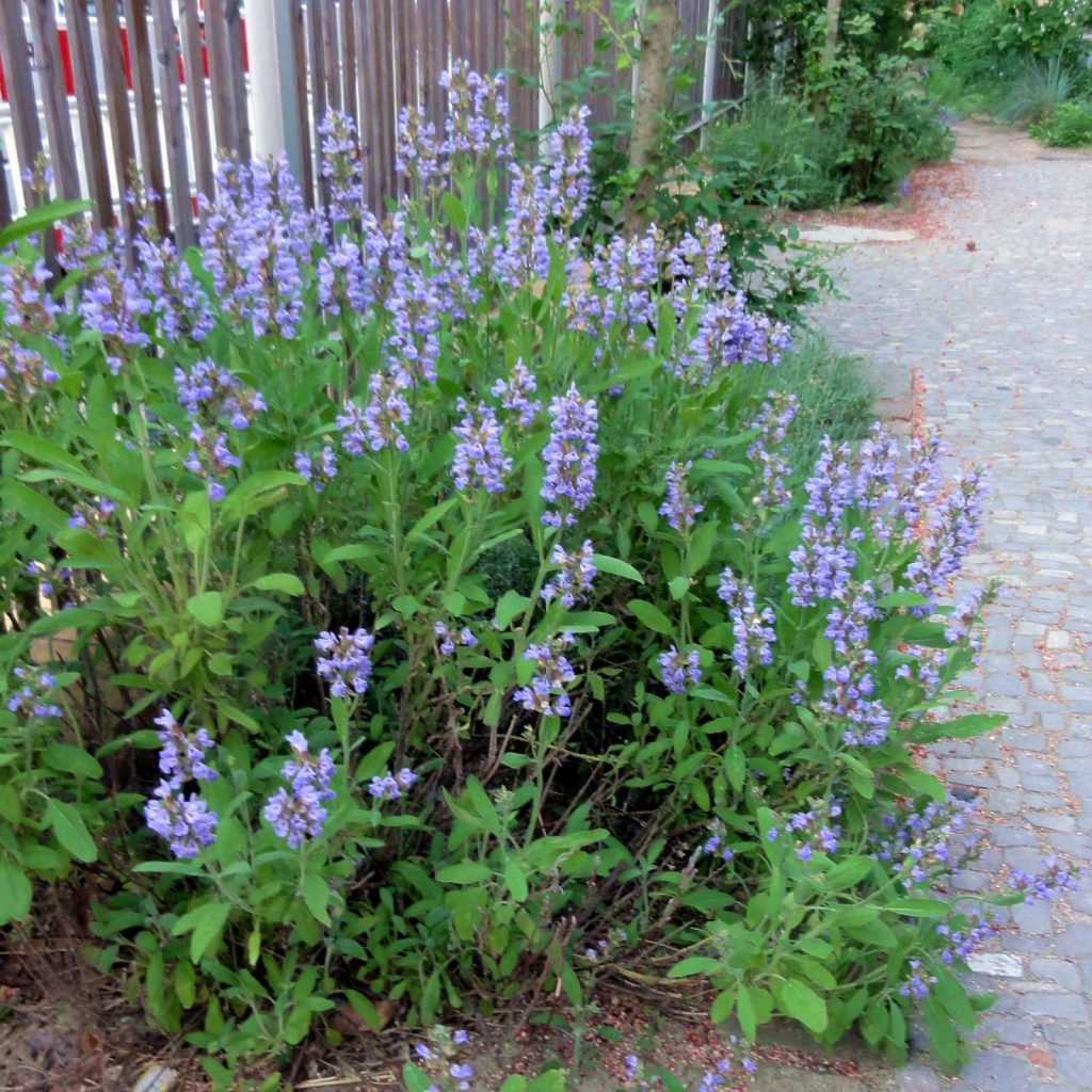 Salvia officinalis