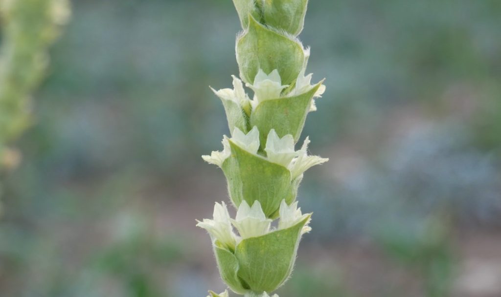 Sideritis raeseri