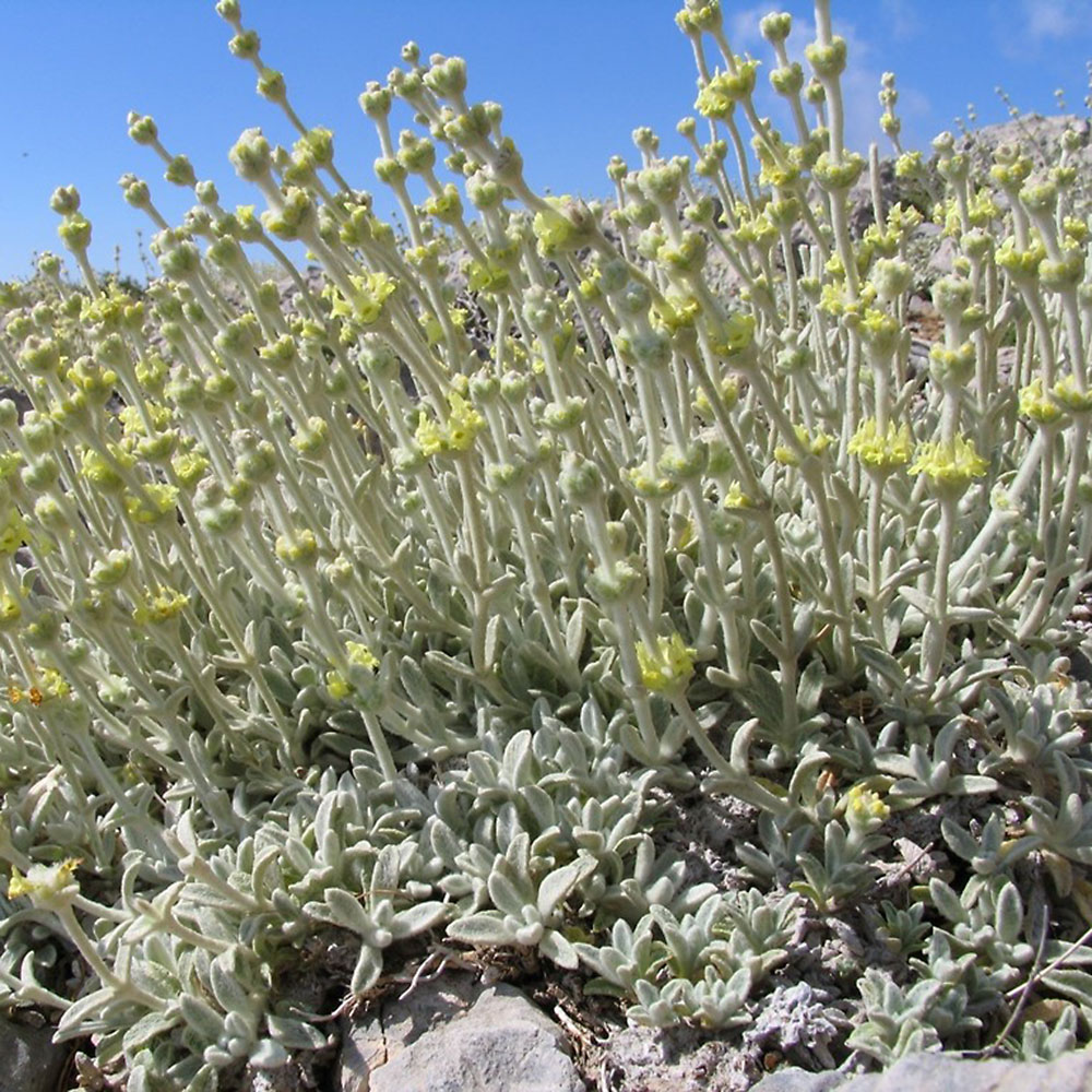 Sideritis syriaca