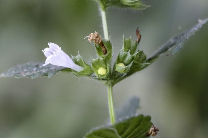 Melissa-officinalis-3