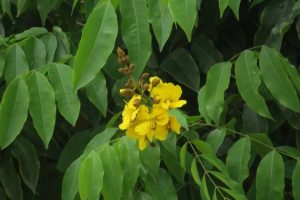 Byrsonima crassifolia