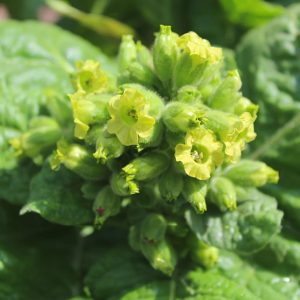 Nicotiana rustica
