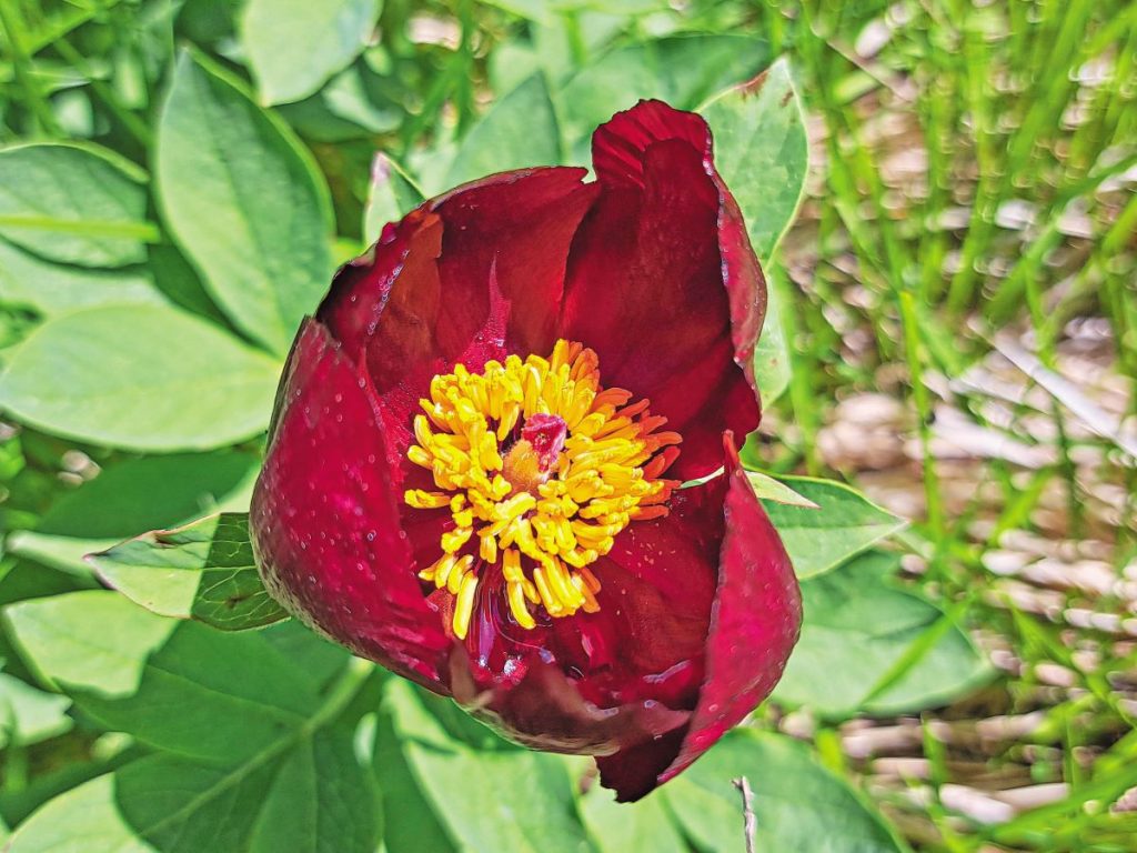 Paeonia parnassica