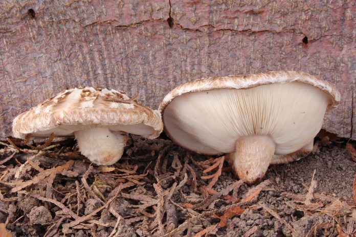 Shiitake-3