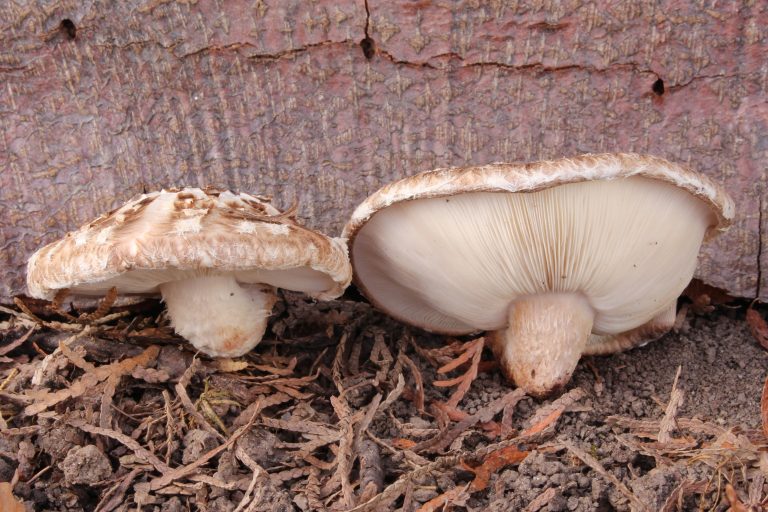 Shiitake