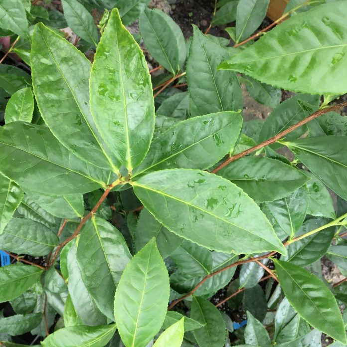 Camellia-sinensis -var.-assamica-1